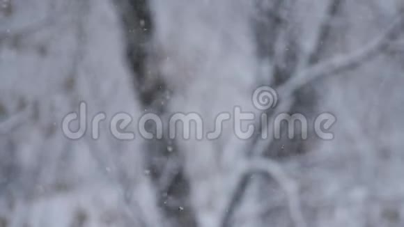 雪落在模糊的背景上积雪覆盖着树木很大的雪花视频的预览图