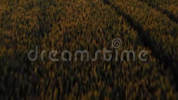 空中观景飞近在广袤的黄色麦田之上绿色麦田在运动与风力涡轮机的背景风力发电视频的预览图