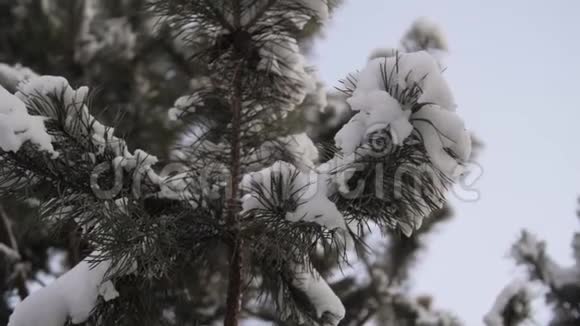 满是霜冻的枝条冬天松枝雪花就一枝一枝近起视频的预览图