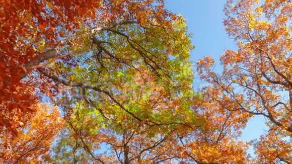秋日阳光下的五颜六色的树梢在轻风中俯视视频的预览图