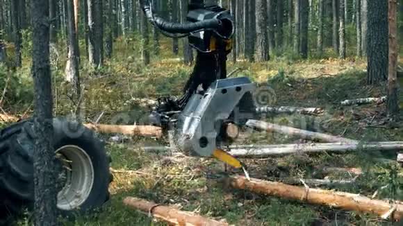 木材加工机正在锯断一棵松树视频的预览图