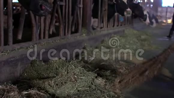 奶牛场的缓慢运动清洁一个现代的马厩而奶牛正在吃视频的预览图