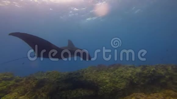 优雅的黑曼塔雷在蓝水和阳光海面上的标记视频的预览图