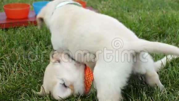 可爱的胖乎乎的拉布拉多小狗在草地上摔跤视频的预览图