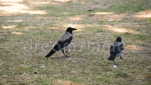 一对两只黑乌鸦在公园或森林里的绿色草坪上散步寻找食物鸟生活的观察视频的预览图