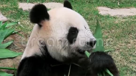 关闭一个可爱的大熊猫吃竹子动物园视频的预览图