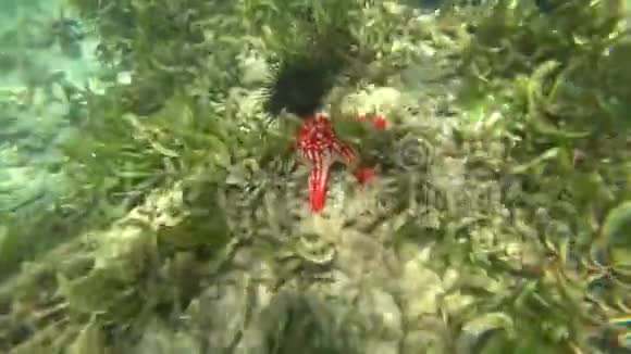 水下世界海洋海洋海星视频的预览图