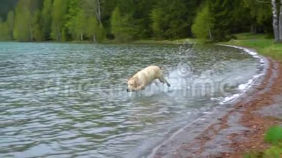 拉布拉多小狗在山湖里玩跑进了水里慢动作拉布拉多猎犬的狗在湖里游泳视频的预览图
