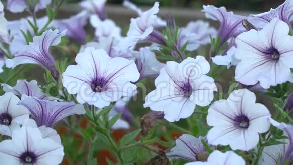白色和紫色条纹矮牵牛花在风中园花美丽特写慢变焦视频的预览图
