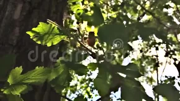 桑叶在阳光下落在树上视频的预览图
