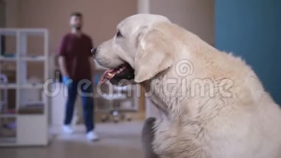 在宠物护理诊所会见狗病人视频的预览图