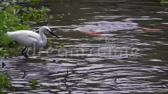 白鹭加泽塔在池塘里钓小鱼的慢动作视频的预览图