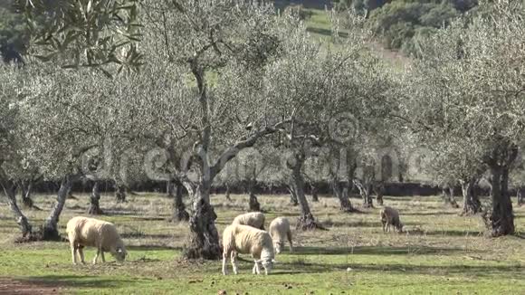 4在西班牙埃斯特雷马杜拉的橄榄树的牧场上偷窥视频的预览图