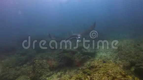 优雅平静的曼塔雷游泳在温柔的蓝色海水和阳光明媚的表面视频的预览图