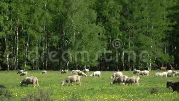 羊和马在绿色的牧场上种马的地方视频的预览图