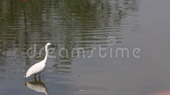 一只白鹭在湖里散步寻找食物视频的预览图