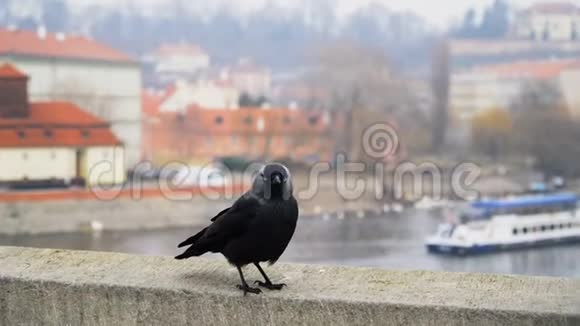 布拉格查尔斯桥的栏杆上有一只黑色的野狗和一只鸽子视频的预览图