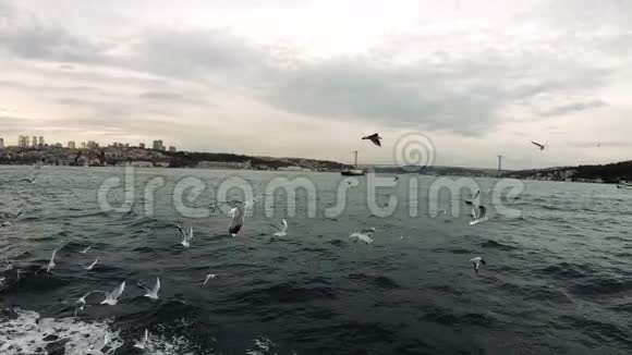饥饿的海鸥和渡船一起飞行在土耳其伊斯坦布尔的渡船上从乘客手中抓面包视频的预览图