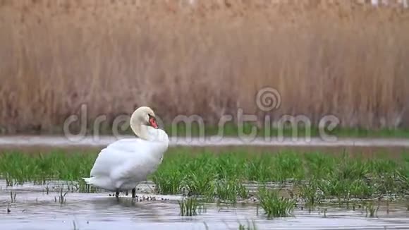 春天湖上的白天鹅清理羽毛视频的预览图