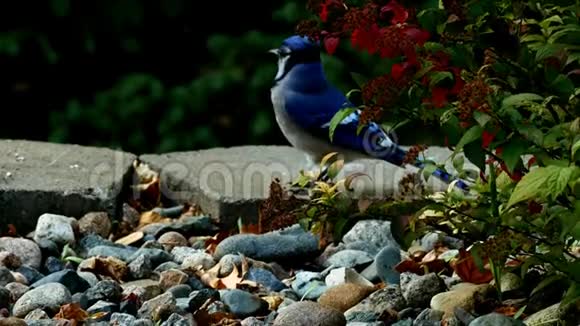 美丽的蓝鸟科黑松鼠视频的预览图