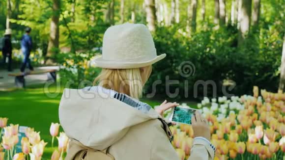 游客在一个花圃里拍了一张郁金香的花坛的照片视频的预览图