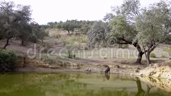 4K黑伊比利亚猪从草原上的湖中饮水视频的预览图