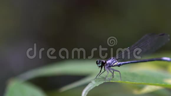 慢动作的蓝尾伊什努拉线虫拍打翅膀视频的预览图