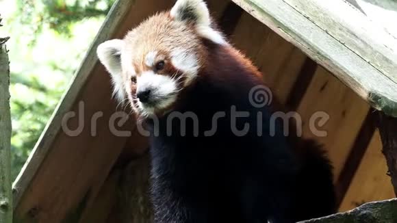 一只红色熊猫的肖像视频的预览图