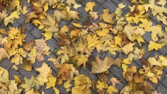 秋天的背景旋转拍摄的黄色秋天枫叶视频的预览图