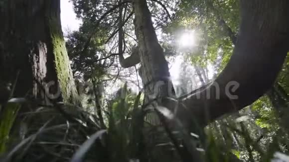 雨林森林公园里的大树视频的预览图