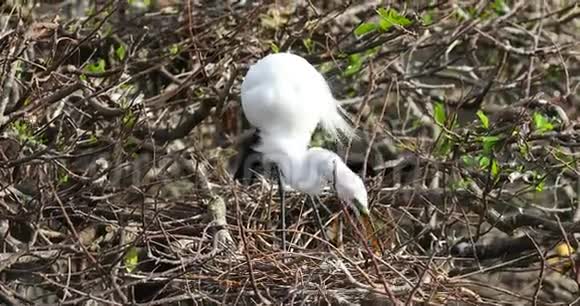 鸟儿从树枝上筑巢佛罗里达美国视频的预览图