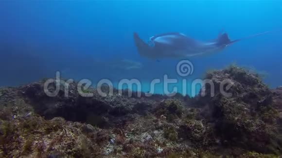 曼塔雷和豹鲨游得很近蓝色海水中优雅的大曼塔雷视频的预览图