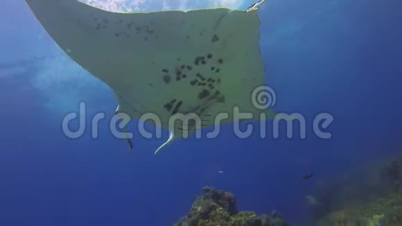 优雅的豹鲨和平静的曼塔雷蓝海中的和平射线和斑马鲨视频的预览图