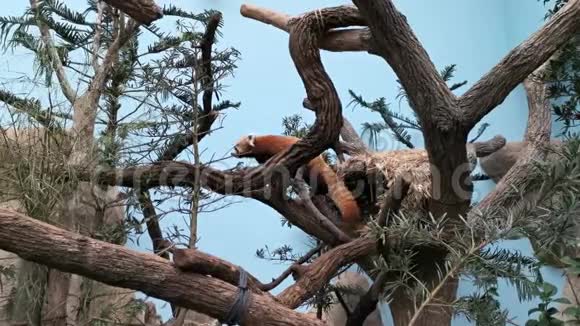 一棵树上的红熊猫可爱的小熊猫在树上寻找食物视频的预览图