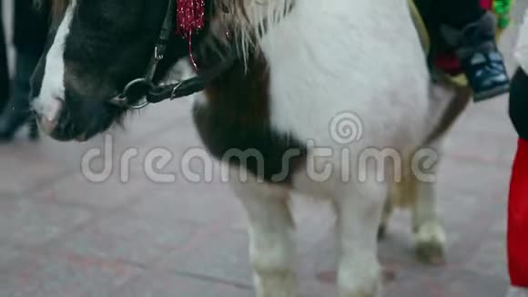 圣诞仙女白色和棕色小马的全景视频的预览图