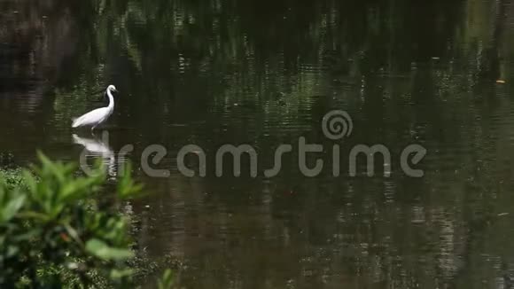 一只白鹭在湖里散步寻找食物视频的预览图