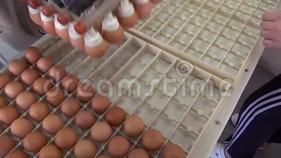 鸡蛋生产包装过程视频的预览图