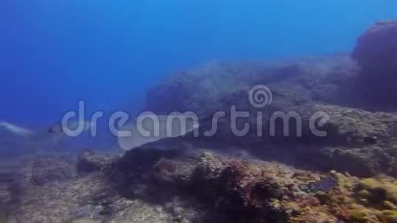 在蓝色海水中的石珊瑚礁上游弋的箭豹鲨鱼视频的预览图