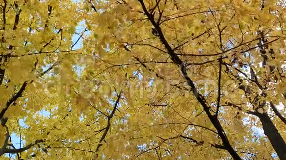 晴天秋天的黄红叶视频的预览图