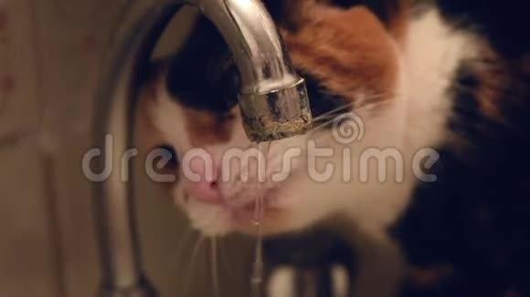 雌性口渴的五彩猫从脸盆里喝水视频的预览图
