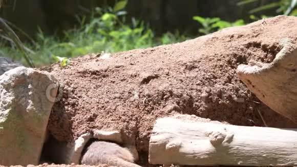 在挖掘和寻找食物的时候吃猫鼬野生猫鼬特写视频视频的预览图