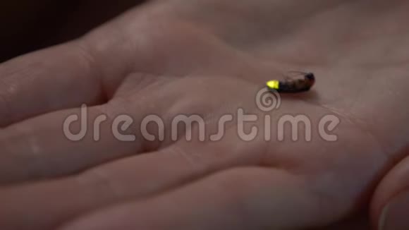 萤火虫在儿童手4k特写视频的预览图