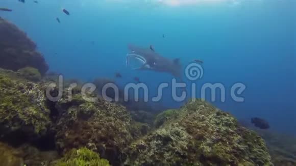 蓝色海水中小鱼的曼塔雷滑翔阳光表面海洋生物视频的预览图