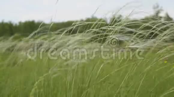 草地上的羽毛草随风摆动视频的预览图