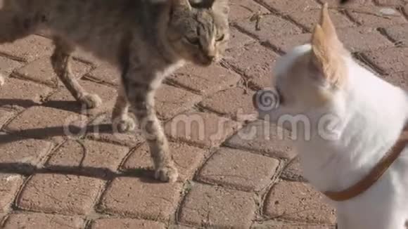 一只流浪猫遇见一只绑着皮带的小狗视频的预览图