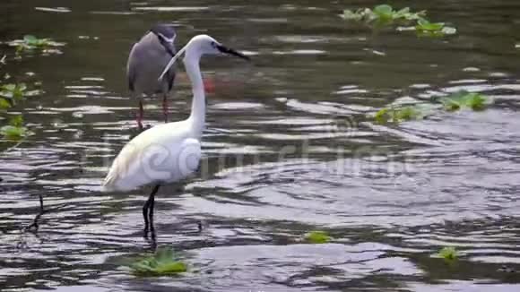 白鹭加泽塔在池塘里钓小鱼的慢动作视频的预览图