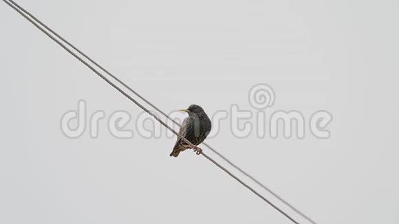 一只黑星鸟坐在电线上休息风会移动电线视频的预览图