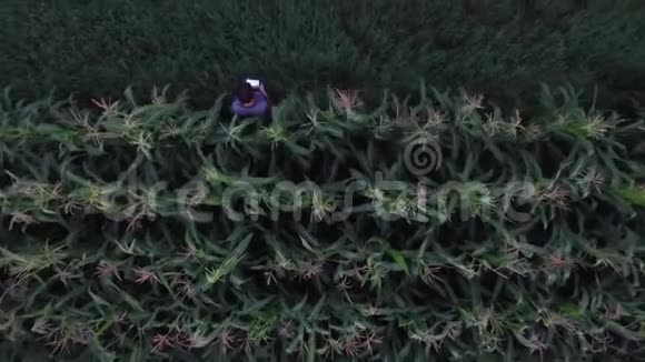 农民用平板电脑监控玉米作物视频的预览图