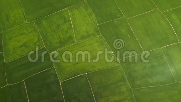 稻田从上面的飞行无人机空中拍摄的村庄绿色水稻种植农业工业农业和视频的预览图