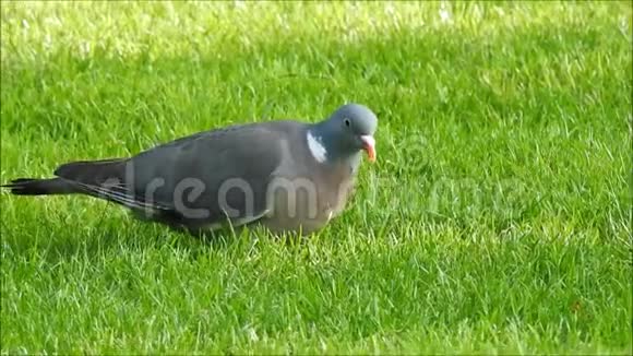在公园里寻找食物的木鸽鸟视频的预览图